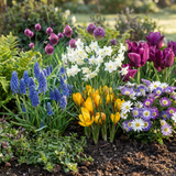 500x Bulb Garden Mix - Bollentuinmix - Diversen - Zomerbloeier - Bolmaat 10/12