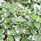 48x Euonymus fort. 'Emerald Gaiety' - ↕10-25cm - Ø9cm