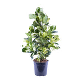 Clusia Rosea White Star - Ø24cm - ↕95cm