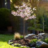 Green boutiQ - Plant op Stam - Prunus incisa Koujou-no-mai - Terras Plant - Bladverliezend - Winterhard - Witte Bloem - Pot 19cm Hoogte 90cm