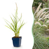 Green boutiQ - Grassen - Pennisetum or. Fairy Tales - Lampenpoetsergras - Met Pluim - Groen - 6 Planten - Pot 11cm - Hoogte 15-25cm