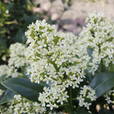 Green boutiQ - Terrasplant - Skimmia japonica Finchy - Bloem Wit - 40+ Bloemen - 1 Plant - Winterhard - Pot 19cm Hoogte 60cm