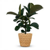 Green boutiQ - Kamerplant - Rubberplant - Ficus Elastica Cloe - Groen - Weinig onderhoud - 1 Plant - met Mand - Pot 19cm - Hoogte 65cm