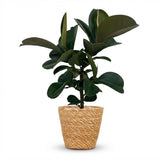 Green boutiQ - Kamerplant - Rubberplant - Ficus Elastica Cloe - Groen - Weinig onderhoud - 1 Plant - met Mand - Pot 19cm - Hoogte 65cm