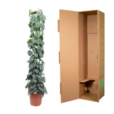 Scindapsus Pictus Trebie gaasrek - 160 cm - ø27