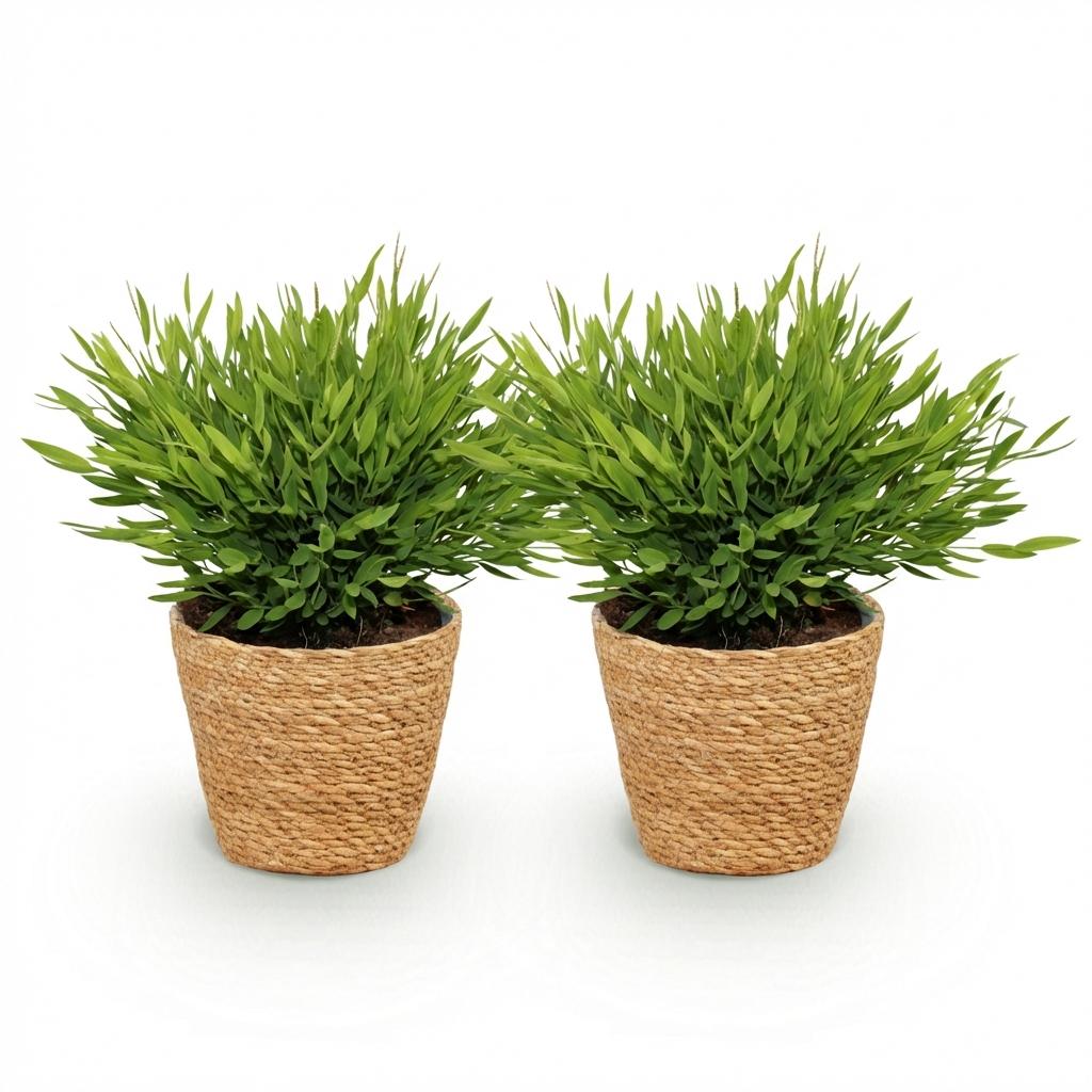 Green boutiQ - Kamerplant - Bamusa Pogonatherum Monica - Bamboegras - Huisdiervriendelijke Plant - Groen - 2 Planten - met Mand - Pot 12cm - Hoogte 20cm