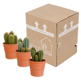 Cereus mix 10,5cm - 3x - in terracotta pot