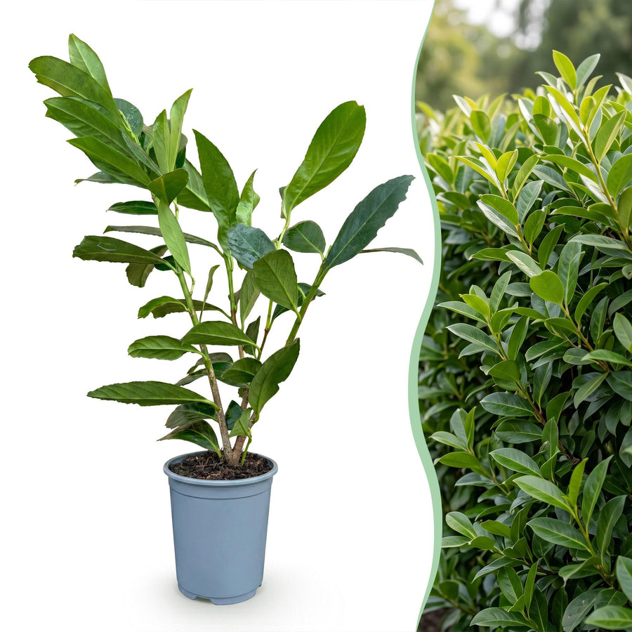 Prunus laur. Caucasica — Laurierkershaag, 8 stuks, 25-35 cm