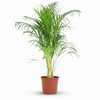 Green boutiQ - Kamerplant - Goudpalm - Dypsis Lutescens Areca - Groen - Weinig onderhoud - 1 Plant - Pot 21cm - Hoogte 90 - 100cm