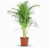 Green boutiQ - Kamerplant - Goudpalm - Dypsis Lutescens Areca - Groen - Weinig onderhoud - 1 Plant - Pot 21cm - Hoogte 90 - 100cm
