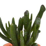 Cactus en vetplanten mix 5.5 cm | 15 stuks - in terracotta pot