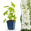 Green boutiQ - Vasteplant - Delphinium (P) Galahad - Ridderspoor - Bijen en Vlinderlokkers - Wit - 3 Planten - Pot 11cm - Hoogte 15-25cm