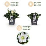 Green boutiQ - Tuinplant - Kerstroos - Helleborus Christmas Carol- Witte Bloem -1 Plant - Groenblijvend - Pot 17cm Hoogte 35cm