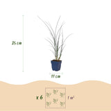 Green boutiQ - Grassen - Miscanthus sin. Gracillimus - Pampusgras - Met Pluim - Groen - 12 Planten - Pot 11cm - Hoogte 15-25cm