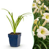Green boutiQ - Vasteplant - Hemerocallis Arctic Snow - Daglelie - Bijen en Vlinderlokkers - Creme - 12 Planten - Pot 11cm - Hoogte 15-25cm