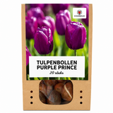 Tulp Purple Prince — paarsviolet