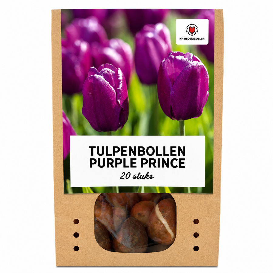 Tulp Purple Prince — paarsviolet