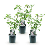 Green boutiQ - Tuinplant - Hibiscus syriacus Hamabo - Tuin Hibiscus - Winterhard - Wit - Roze - 3 Planten - Pot 17cm - Hoogte 45cm