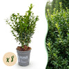 Green boutiQ - 8x Buxus sempervirens - Palmboompje - Haagplanten - Groenblijvend - Groen - Pot 9cm - Hoogte 20-25cm