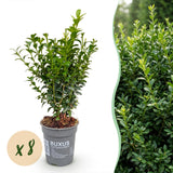 Green boutiQ - 8x Buxus sempervirens - Palmboompje - Haagplanten - Groenblijvend - Groen - Pot 9cm - Hoogte 20-25cm