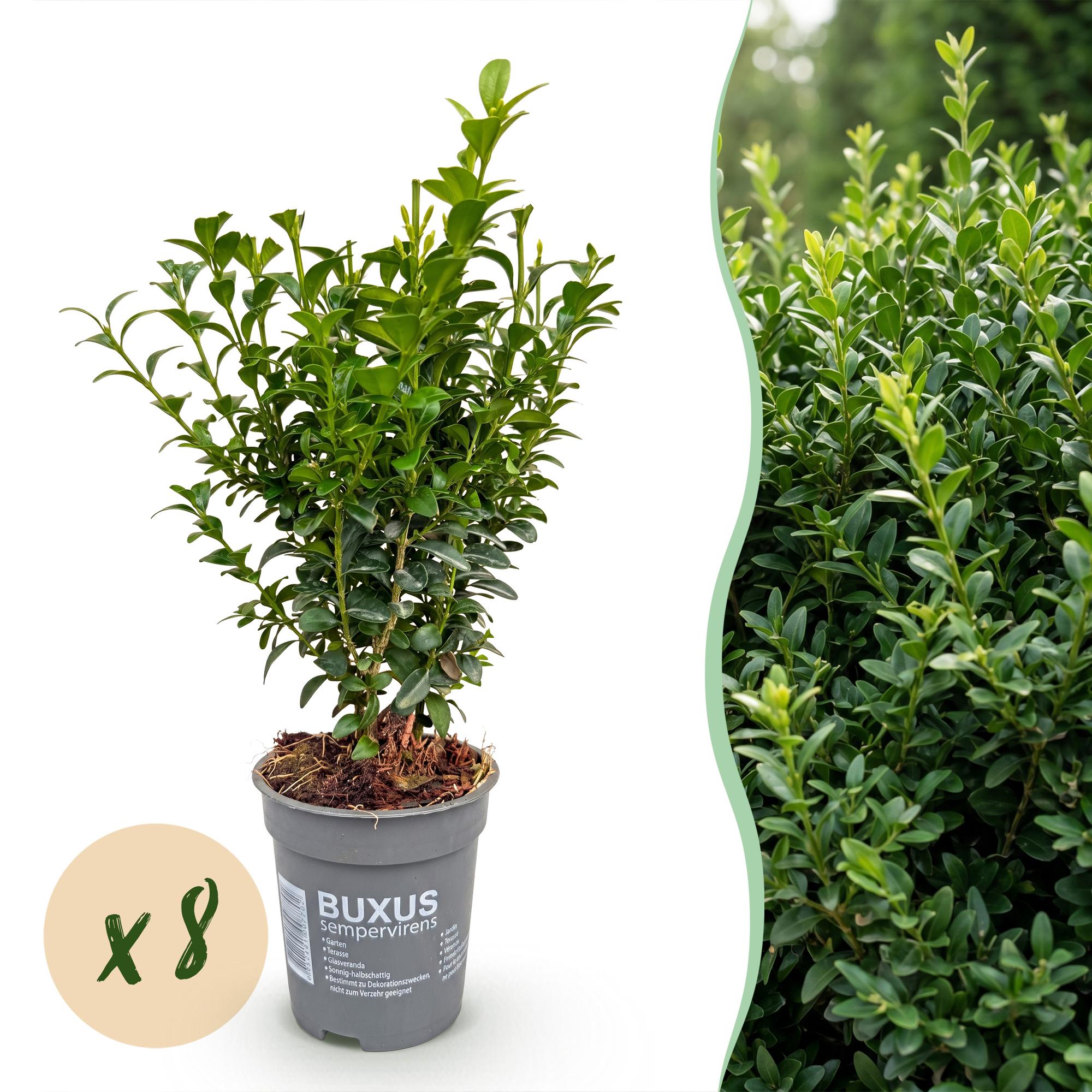 Green boutiQ - 8x Buxus sempervirens - Palmboompje - Haagplanten - Groenblijvend - Groen - Pot 9cm - Hoogte 20-25cm