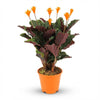Calathea Crocata - Ø 14 cm - Hoogte: 40 - 45cm