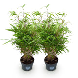 Green boutiQ - Grassen - Fargesia Rufa - Niet Woekerende Bamboe - Bladhoudend - Groen - 2 Planten - Pot 23 cm - Hoogte 80 cm