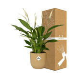 Spathiphyllum 12 Cm Torelliin ELHO Vibes Fold 14cm geel