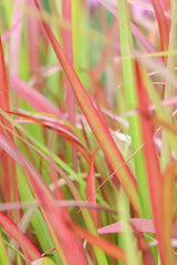 48x Imperata cylindrica 'Red Baron' - ↕10-25cm - Ø9cm