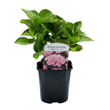 Green boutiQ - Hortensia - Hydrangea macrophylla Pink - Bloem Roze - 1 Plant -Bladverliezend - Weinig Onderhoud - Pot 17cm Hoogte 30cm