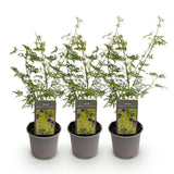 Green boutiQ - Tuinplant - Acer palmatum Emerald Lace - Groen - 3 Planten - Bladverliezend - Weinig Onderhoud - Pot 12cm Hoogte 35cm