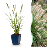 Green boutiQ - Grassen - Pennisetum alop. Hameln - Lampenpoetsergras - Met Pluim - Groen - 12 Planten - Pot 11cm - Hoogte 15-25cm