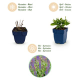 Green boutiQ - Vasteplant - Salvia nem. Sense Deepl Blue - Salie - Bijen en Vlinderlokkers - Paars - 24 Planten - Pot 11cm - Hoogte 15-25cm