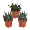 Gasteria/Haworthia mix 8,5cm - 3x - zonder pot