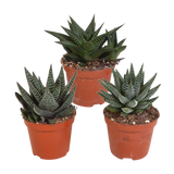 Gasteria/Haworthia mix 8,5cm - 3x - zonder pot
