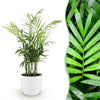 Green boutiQ - Kamerplant - Chamaedorea elegans - Goudpalm - Huisdiervriendelijke Plant - Groen - 1 Plant - met Potter Wit - Pot 12cm - Hoogte 15cm