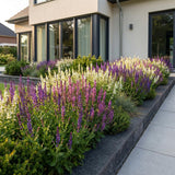 Green boutiQ - Vasteplant - Salvia Tricolour - Salie - Geurend - Paars - Roze - Wit - 6 Planten - Pot 11cm - Hoogte 15-25cm