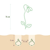 Green boutiQ - Bloembollen - Galanthus Elwesii - Kleur Wit - 25 stuks - Bolmaat 5/6 - XXL Pack