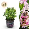 Green boutiQ - Dwerg Rhododendron - Rhododendron Bloombux Light Pink - Bloeiende Buxus - Weinig Onderhoud - Licht Roze Bloem - 6 Planten - Pot 10,5cm - Hoogte 20-25cm