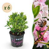 Green boutiQ - Dwerg Rhododendron - Rhododendron Bloombux Light Pink - Bloeiende Buxus - Weinig Onderhoud - Licht Roze Bloem - 6 Planten - Pot 10,5cm - Hoogte 20-25cm