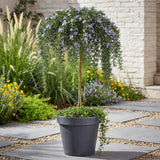 Green boutiQ - Plant op Stam - Rosmarinus officinalis Prostratus - Terras Plant - Bladhoudend - Winterhard -Paarse Bloem - Pot 19cm Hoogte 70 - 90cm
