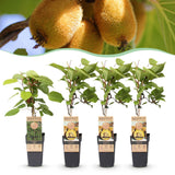 Green boutiQ - Fruitplant - Actinidia Weiki & Golden Kiwi - Kiwiplant - 1 Mannelijke - 3 Vrouwelijke - Planten - Geel - Pot 15cm - Hoogte 50cm