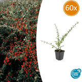 60x Cotoneaster suec. 'Coral Beauty' - ↕10-25cm - Ø9cm