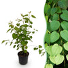 Green boutiQ - Tuinplant - Cercidiphyllum japonicum - Groen 1 Plant - Bladverliezend - Weinig Onderhoud - Pot 12cm Hoogte 35cm