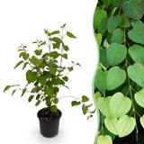 Green boutiQ - Tuinplant - Cercidiphyllum japonicum - Groen 1 Plant - Bladverliezend - Weinig Onderhoud - Pot 12cm Hoogte 35cm