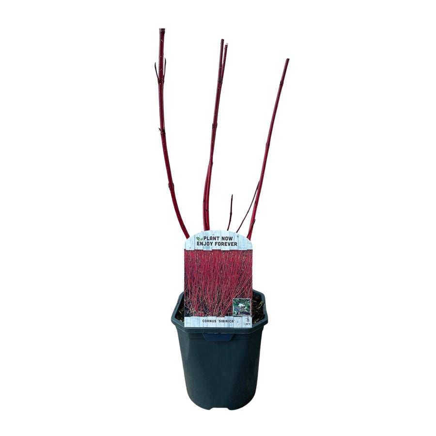 Cornus sibirica – 45 cm hoog (foto 2)