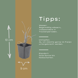 24x Hemerocallis 'Stella de Oro' - ↕10-25cm - Ø9cm