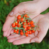 Green boutiQ - Fruitplanten - Goijbes - Lycium Barbarum - Winterhard - 6 Planten - Pot 9 cm - Oranje - Rode Vrucht