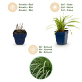 Green boutiQ - Grassen - Carex morrowii Ice Dance - Japanse Zegge - Groenblijvend - Creme-Groen - 12 Planten - Pot 11cm - Hoogte 15-25cm