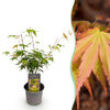 Green boutiQ - Tuinplant - Acer palmatum Katsura - Oranje - 1 Plant - Bladverliezend - Weinig Onderhoud - Pot 12cm Hoogte 35cm